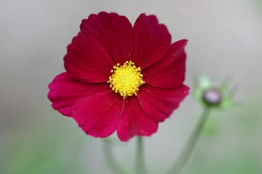 Garsington Dahlie, 2009